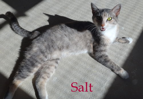 Salt