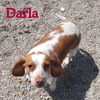 Darla