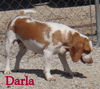 Darla