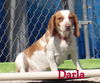 Darla