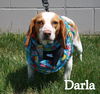 Darla