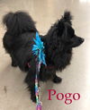 Pogo