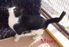 Missy