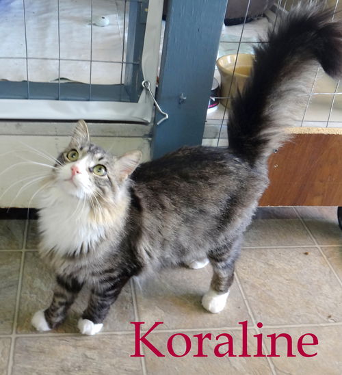 Koraline