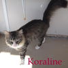 Koraline