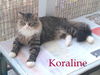 Koraline