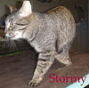Stormy