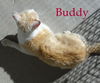 Buddy