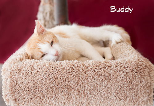Buddy