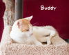 Buddy
