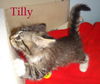 Tilly