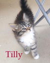 Tilly