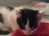 Rascal