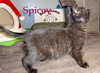 Spicey