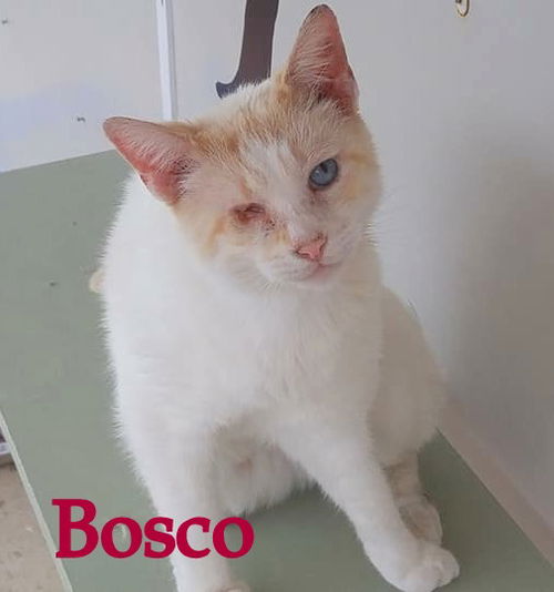 Bosco