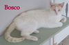 Bosco