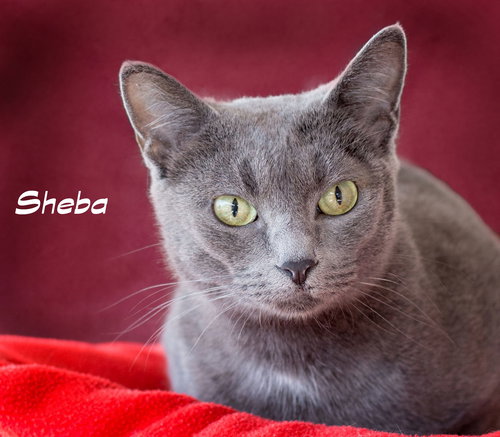 Sheeba