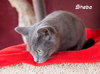 Sheeba