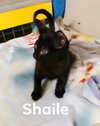 Shaile