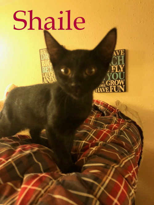 Shaile