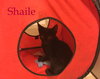 Shaile