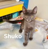 Shuko