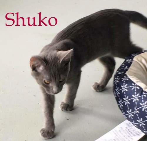Shuko