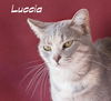 Luccia