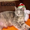 Luccia