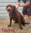 Tucker