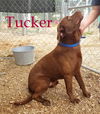 Tucker