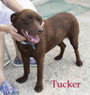 Tucker