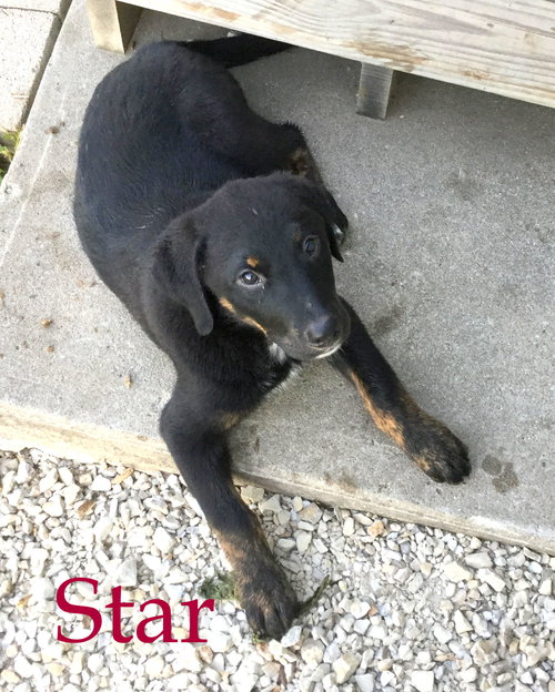Star