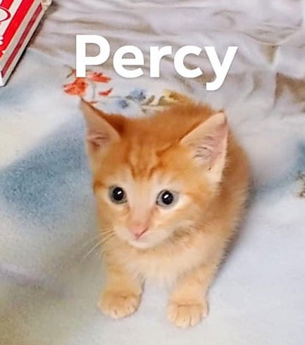 Percy