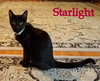 Starlight