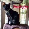 Starlight
