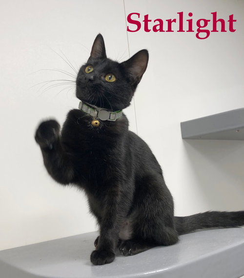 Starlight
