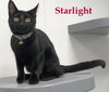 Starlight
