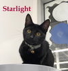 Starlight