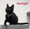 Starlight
