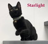 Starlight