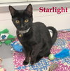 Starlight