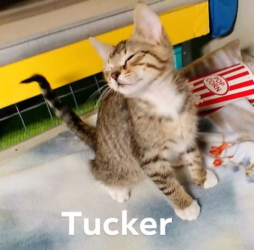 Tucker