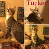 Tucker