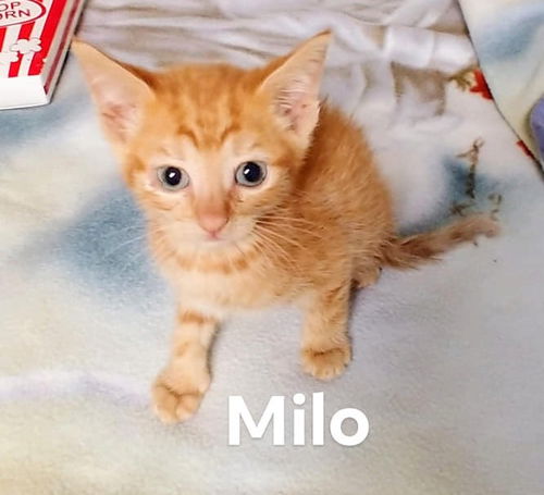 Milo