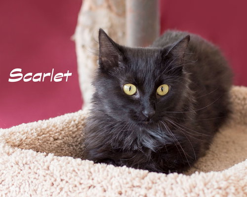 Scarlet