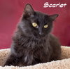 Scarlet