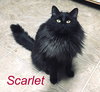 Scarlet