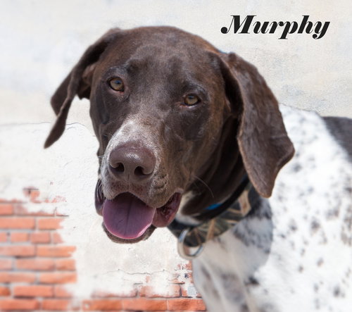 Murphy