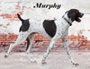 Murphy